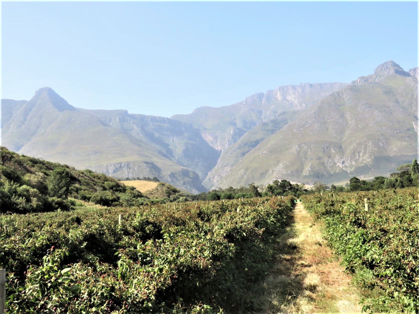 Wildebraam-Berry-Estate